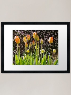Tulpen in einer Sonnendusche Gerahmtes Kunstwerk P Gerahmtes Wandbild Poster Leinwanddruck Bild