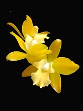 Ctt. Chocolate Drop 'Yellow Chiffon' | Live orchid plant | BS