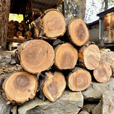 9 Big Apple Wood Logs 4"~5"D 5~8”L 16+ LBS Smoking Organic BBQ Grilling Crafts