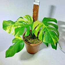 Monstera Marmorata Tricolor Variegated Free Phyto