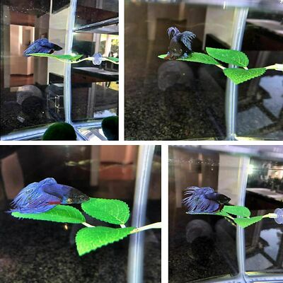 betta leaf pad