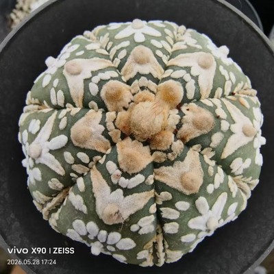 Sale Rare plant Cacti Astrophytum asterias V-Type 'Fukuryu' WYSIWYG Own Root