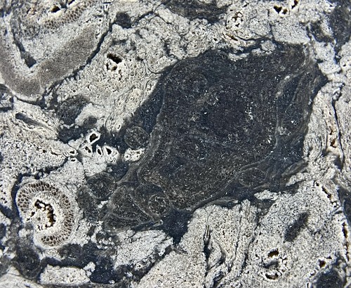 Stunning OSMUNDA fossil fern with ingrown tree root !! from Trimmelkam Austria