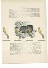 Greater Tenrec, Animal Book Illustration (Print) , c1916