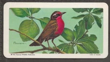 BROOKE BOND (TEA)-(CANADA) TROPICAL BIRDS 1964 (TOP LINE RED)-#46- QUALITY CARD!