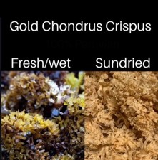 1 Lb Dr Sebi Wild Sea Moss Wild Chondrus Crispus Carrageen Whole Leaf Organic