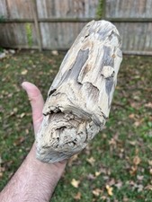 Texas Natural Petrified Wood Large Branch w/ End Grain Rings Aquascape Decor