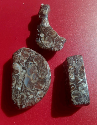 Turritella Agate (3 Pieces) Snail Shell Fossils Green River Formation Wyoming 
