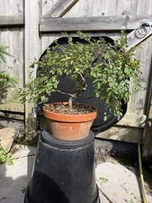 Chinese Elm Bonsai Tree