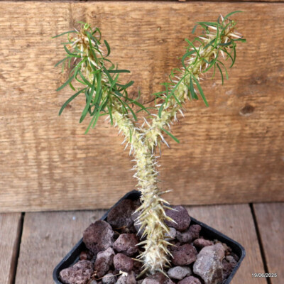 D4741 EUPHORBIA ROSSII pot10-H21-W11 cm MaMa Cactus
