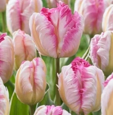 10 Parrot Tulip Bulbs for Planting