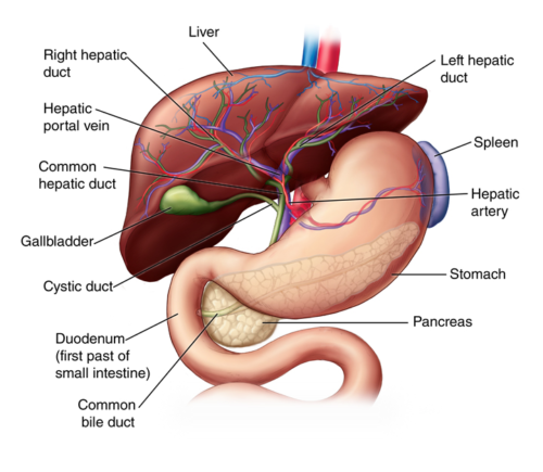 blood pressure factors - URIC ACID FORMULA - heart health extension 3 BOTTLE - Picture 8 of 12