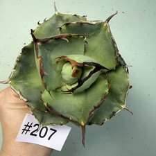 Sale Rare plant Cacti Agave Titanota Juggernaut WYSIWYG Boutique Garden Decor