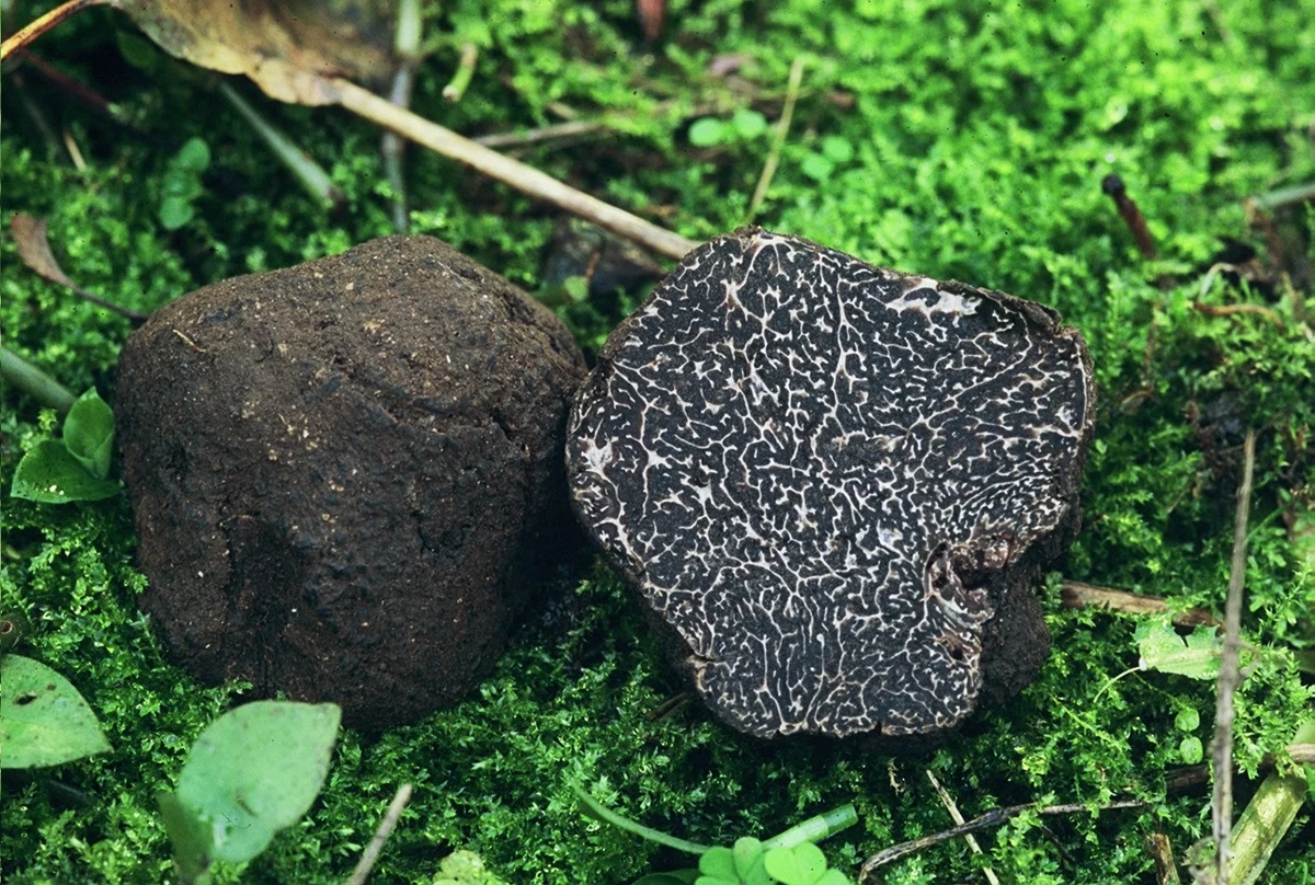 Schwarze Burgundertrüffel Aus Deutschland (Tuber Aestivum) – Cher Pierre Shop
