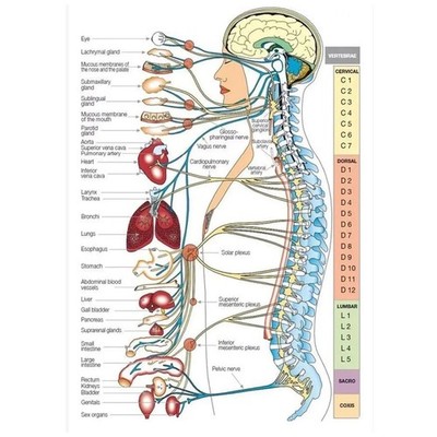 Human Nervous System Anatomy Medical Educational Poster