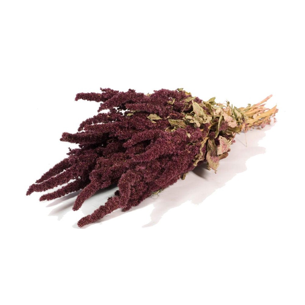 Dried Bunch Natural Amaranthus or Prince of Wales Feather 60cm/24 Inches Red