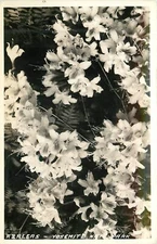 California Yosemite National Park beautiful Azaleas 1944 Postcard RPPC 24-9278