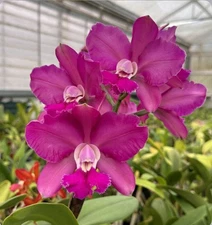 Cattleya Valerie’s Charm X Walden’s Glen Red Purple Orchid Eros Hybrid 2” Pot