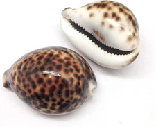 2PC Polished Tiger Cowrie Sea Shells, 3 Inch ~ 4 Inch