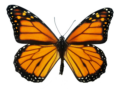 Real Monarch butterfly Danaus plexippus, SUSTAINABLY SOURCED