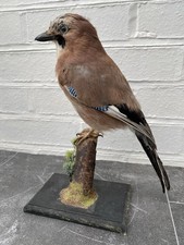 Taxidermy Stuffed Bird Eurasian Jay Corvid