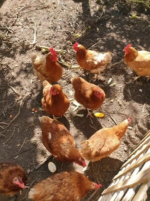 Backyard Chickens Livestock Gumtree Australia Casey Area
