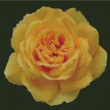 Flower Golden Rose Counted Cross Stitch Chart No.20-112