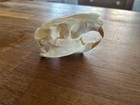 American Nutria skull (Myocastor coypus), Coypu Skull, Professionally Cleaned 2