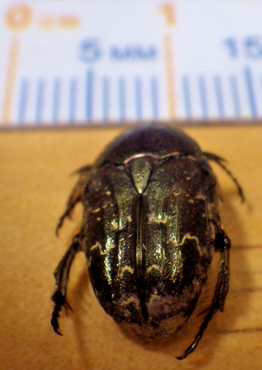 Dark Flower Scarab Beetle Euphoria sepulcralis Scarabaeidae Cetoniinae TX J120