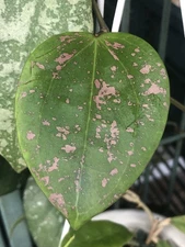 HOYA WILBERGAIE NEON PINK (ROOTED PLANT)