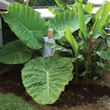 Thailand Giant Colocasia / Elephant Ear / Taro - 1 Gallon Size