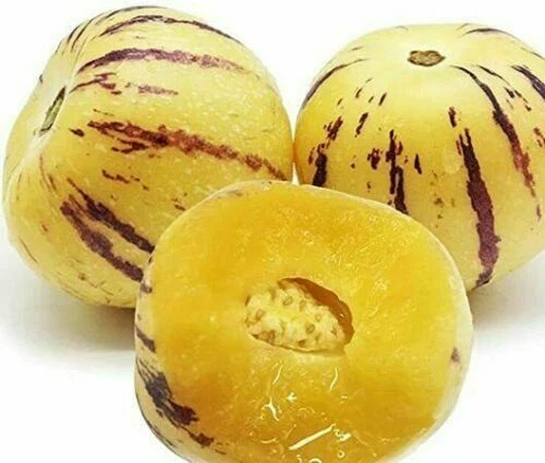 Graines et bulbes de printemps