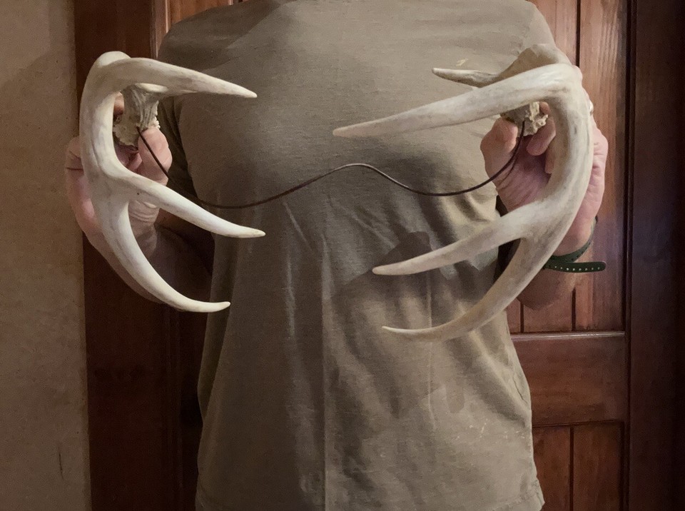 Whitetail Deer Real Antler Rattling Horns Leather Cord eBay