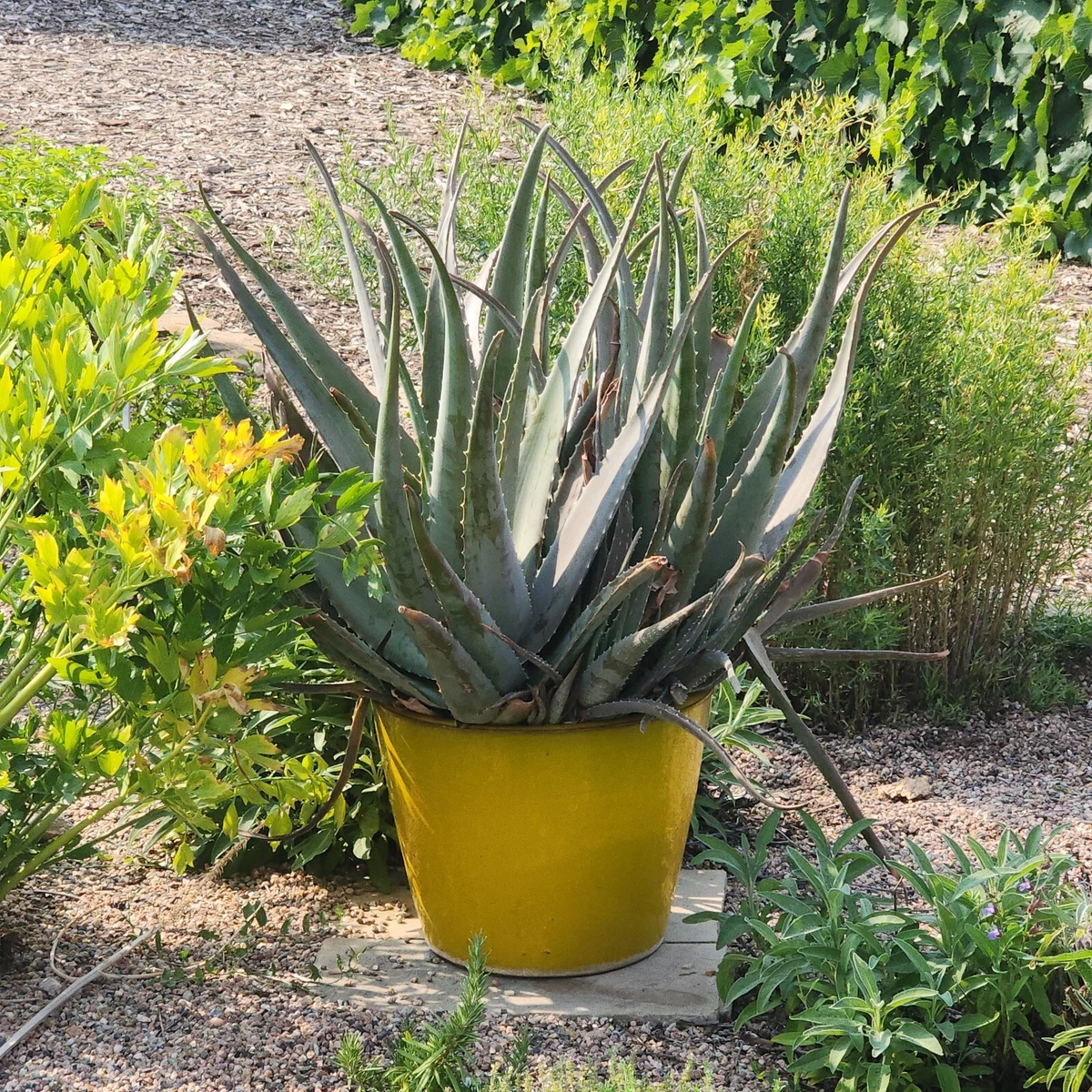 Aloe Vera Cutting/Leaf Cactis&Succulents for sale | eBay