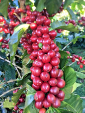 120+ semillas de café de arándano (Coffea sp. arándano) para plantar