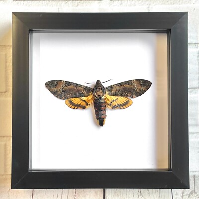 Lesser Death's Head Hawk Moth (Acherontia styx) Insect Shadow Display Frame