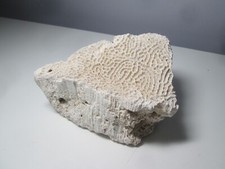 Large Natural Sea Coral calcification Nautical Brain Coral