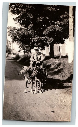 1940s Bull Dogs Tobacco Pipes In Mouth Hats Pulling Buggy Amateur Photo Quebec - Picture 3 of 4