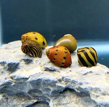 5 Nerite Snails  Mixed Pack Freshwater Snails