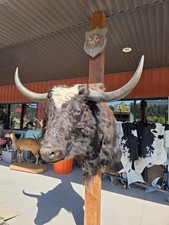 FHBRAD2 - XL Yak Taxidermy Shoulder mount Bull