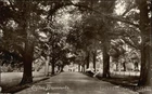 Bristol, England Clifton Promenade Original Vintage Postcard