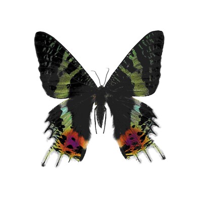 Sonnenuntergangsfalter, Chrysiridia Ripheus - Madagaskar