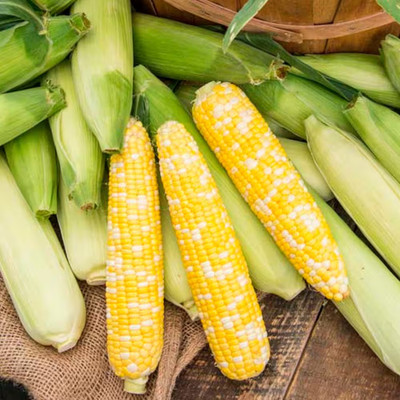 Sweet Corn Gotta Have It Hybrid (2 Lb. Seed Packet)