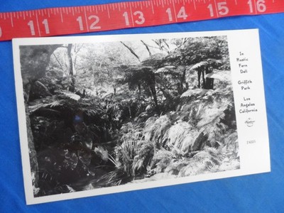 Vintage California RPPC Los Angeles Griffith Park Fern Dell Postcard Real Photo