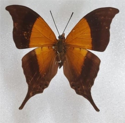 Lepidotteri: Marpesia furcula pieghevole A1