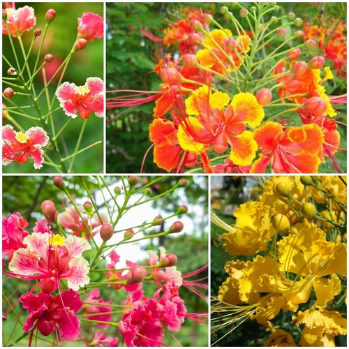 Caesalpinia Pulcherrima Pride Of Barbados Mexican Exotic Flower Seeds 50 Ebay