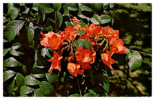 Chrome Postcard African Tulip Tree Florida Miami 1967
