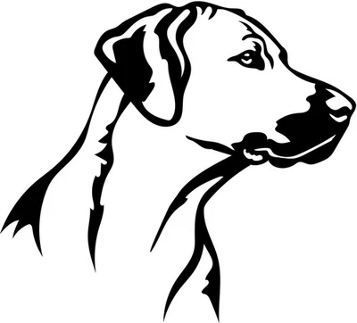 RHODESIAN RIDGEBACK Aufkleber -   Autoaufkleber - sticker - Ridgeback Kopf #18 - Bild 1 von 3