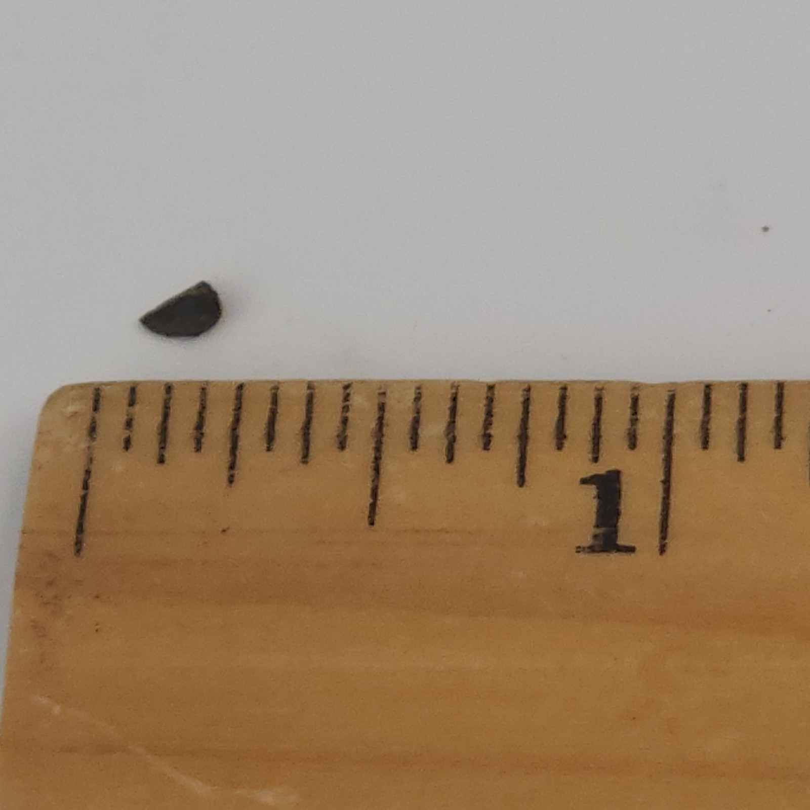 Allosaurus jimmadseni Tooth Fossil - Self Dug - Morrison Fm. - Big Horn Co., WY