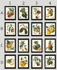 Fruit Home Decor Botanical Wall Art Set of 16 Beautiful Colorful Unframed